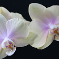 Playful Orchids Photograph by Tammy Pool Playful Orchids Photograph by Tammy Pool