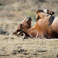 Please Scratch My Tummy by Frank Madia Please Scratch My Tummy by Frank Madia