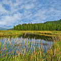 Plummer Creek Marsh Photograph by Jeff Goulden Plummer Creek Marsh Photograph by Jeff Goulden