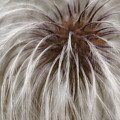 Plumosa Photograph by Linda Shafer