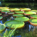 Pods Of The Pond by Jost Houk Pods Of The Pond by Jost Houk