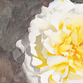 Point Defiance White Flower Painting by Ken Powers Point Defiance White Flower Painting by Ken Powers