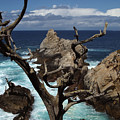 Point Lobos Rocks and Branches by Charlene Mitchell Point Lobos Rocks and Branches by Charlene Mitchell