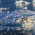 Polar Bear and Cubs on Ice Photograph by Rinie Van Meurs Polar Bear and Cubs on Ice Photograph by Rinie Van Meurs