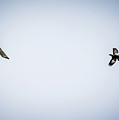 Police Bird Chasing Away Predator by Ed Stines Police Bird Chasing Away Predator by Ed Stines