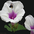 Pollen Overload by DigiArt Diaries by Vicky B Fuller Pollen Overload by DigiArt Diaries by Vicky B Fuller