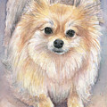 Pomeranian Watercolor Painting by Olga Shvartsur Pomeranian Watercolor Painting by Olga Shvartsur