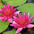 Pond Scene Photograph by Ted Keller Pond Scene Photograph by Ted Keller