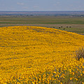 Mound of Gold Photograph by Jim Garrison Mound of Gold Photograph by Jim Garrison