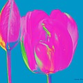 Pop Spring Tulips by Charles Muhle Pop Spring Tulips by Charles Muhle