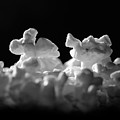 Popcorn Paso Doble Photograph by Ted Keller Popcorn Paso Doble Photograph by Ted Keller