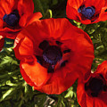 Poppies 1 by Lou  Novick