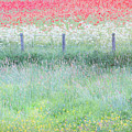 Poppies and buttercups, wild flower English meadow Photograph by Anita Nicholson Poppies and buttercups, wild flower English meadow Photograph by Anita Nicholson