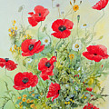 Poppies and Mayweed Painting by John Gubbins Poppies and Mayweed Painting by John Gubbins