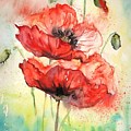 Poppies by Natalja Picugina Poppies by Natalja Picugina