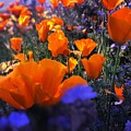 Poppies Popping Digital Art by Kevyn Bashore Poppies Popping Digital Art by Kevyn Bashore