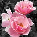 Popping Pink Roses Photograph by Amy Fose Popping Pink Roses Photograph by Amy Fose