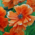Poppy Fields Photograph by Angelina Tamez Poppy Fields Photograph by Angelina Tamez