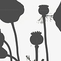 Poppy Flower Seed Pods Black and White Photograph by Jordan W Poppy Flower Seed Pods Black and White Photograph by Jordan W
