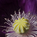 Poppy heart Digital Art by Vincent Franco Poppy heart Digital Art by Vincent Franco
