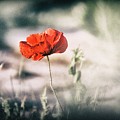 Poppy Stories 2 Photograph by Jaroslav Buna Poppy Stories 2 Photograph by Jaroslav Buna