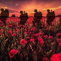 Poppy Walk Digital Art by Airpower Art Poppy Walk Digital Art by Airpower Art