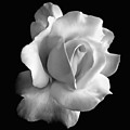 Porcelain Rose Flower Black and White Photograph by Jennie Marie Schell Porcelain Rose Flower Black and White Photograph by Jennie Marie Schell