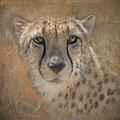 Portrait Of A Cheetah by Teresa Wilson Portrait Of A Cheetah by Teresa Wilson