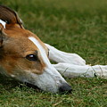 Portrait Of A Greyhound - Soulful by Angela Rath Portrait Of A Greyhound - Soulful by Angela Rath