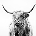 Portrait Of A Highland Cow by Dorit Fuhg