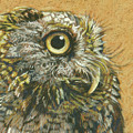 Portrait of a Screech Owl Pastel by Rita Kirkman Portrait of a Screech Owl Pastel by Rita Kirkman