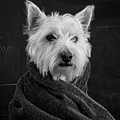Portrait of a Westie Dog Photograph by Edward Fielding Portrait of a Westie Dog Photograph by Edward Fielding