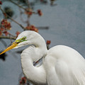 Portrait of an Egret Photograph by Cathy Kovarik Portrait of an Egret Photograph by Cathy Kovarik