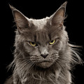 Portrait of Angry Maine Coon on black Photograph by Sergey Taran Portrait of Angry Maine Coon on black Photograph by Sergey Taran