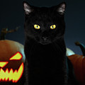 Portrait of Black Cat with pumpkin on Halloween Photograph by Sergey Taran Portrait of Black Cat with pumpkin on Halloween Photograph by Sergey Taran