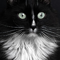 Portrait of Black Cat with White Breast Photograph by Sergey Taran Portrait of Black Cat with White Breast Photograph by Sergey Taran