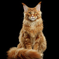 Portrait of Ginger Maine Coon Cat Isolated on Black Background Photograph by Sergey Taran Portrait of Ginger Maine Coon Cat Isolated on Black Background Photograph by Sergey Taran