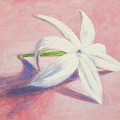 Portrait of the Jasmine flower by Usha Shantharam Portrait of the Jasmine flower by Usha Shantharam