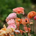 Powder Pink and Salmon Ranunculus by Colleen Cornelius Powder Pink and Salmon Ranunculus by Colleen Cornelius