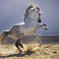 Power in Motion Photograph by Ekaterina Druz Power in Motion Photograph by Ekaterina Druz