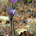 Prairie Crocus Photograph by Jim Garrison Prairie Crocus Photograph by Jim Garrison