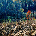 Prairie Edge by Steve Karol Prairie Edge by Steve Karol