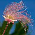 Prairie Smoke on Blue Photograph by Rikk Flohr Prairie Smoke on Blue Photograph by Rikk Flohr
