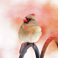 Pretty Cardinal Photograph by Trina Ansel Pretty Cardinal Photograph by Trina Ansel