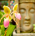 Pretty flower Photograph by Raul Rodriguez Pretty flower Photograph by Raul Rodriguez