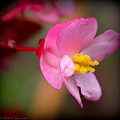 Pretty in Pink by Rabiah Seminole
