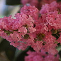 Prism Pink Flowering Crepe Myrtle Photograph by Colleen Cornelius Prism Pink Flowering Crepe Myrtle Photograph by Colleen Cornelius