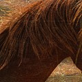 Profile in Texture Photograph by Veronica Batterson