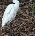 Profile of an Egret by Sandeep Gangadharan Profile of an Egret by Sandeep Gangadharan