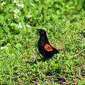Proud Red-wing by William Tasker Proud Red-wing by William Tasker